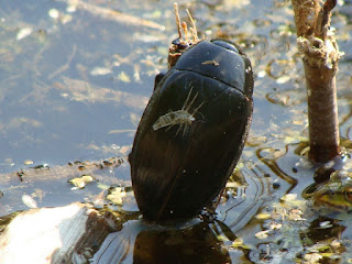 Hydrophilus piceus DSC51906