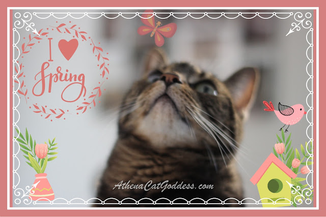 Tabby Cat Springtime Art