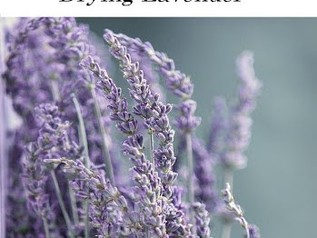 15 Useful Things to Do With Lavender (Plus Growing and Drying Tips)