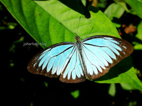 Entopia-Penang-Butterfly-Farm-Teluk-Bahang-Penang 