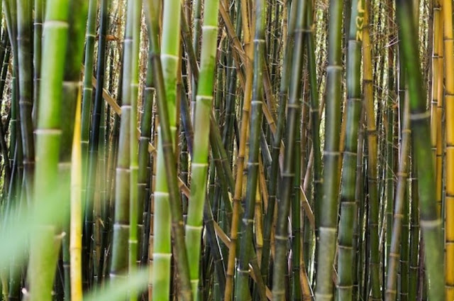 characteristics of water bamboo