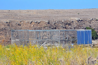 griffon vulture acclimatization cage golan israel