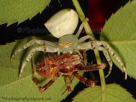 Spider Eating Spider