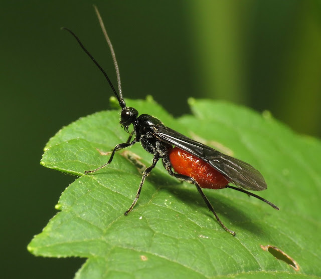 grenza braconidae