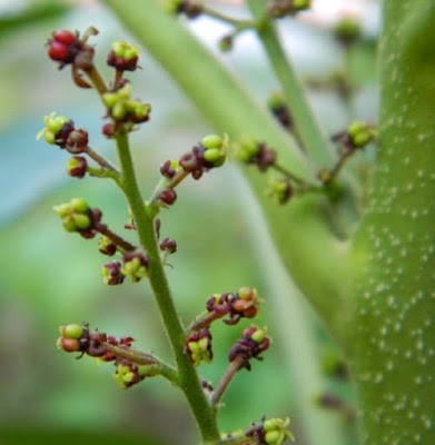 Бруцея яванская / Сумах яванский (Brucea javanica, =Rhus javanica)