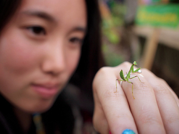 15 pictures of baby praying mantises, baby praying mantis