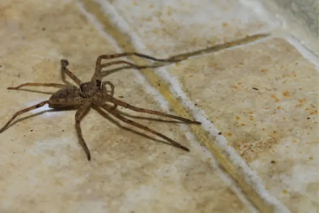 how-long-will-a-spider-stay-in-your-room-1