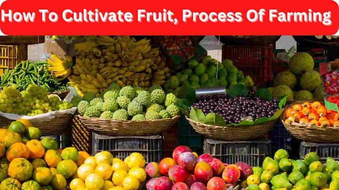 How To Cultivate Fruit, Process Of Farming | फलों की खेती कैसे करे, खेती करने का नया आसान तरीका, फल की खेती में किन बातो को ध्यान रखना चाहिए