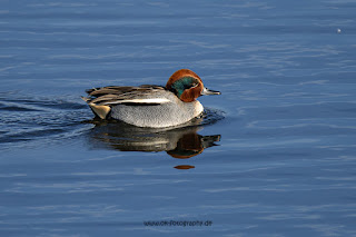 Wildlifefotografie Naturfotografie Lippeaue Olaf Kerber