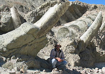 Fosil Makhluk hidup Ultra raksasa yang belum teridentifikasi jenisnya kembali ditemukan inilah  Di Iran ada Fosil Makhluk Raksasa