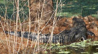 American Alligator (Alligator mississippiensis)