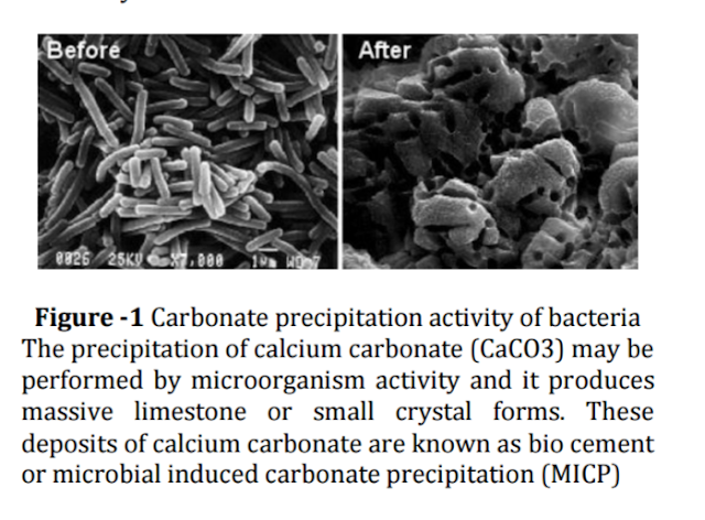 Bio-Cement and Bio-Cementation Process