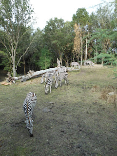 safari ending zebra