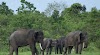 Selamatkan Gajah Sumatera di TWA Sebelat