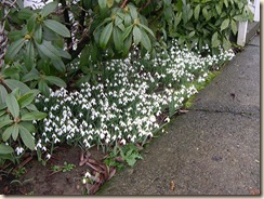 Valley snow drops