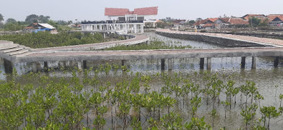 Peduli Lingkungan, Pemkab Tangerang Tanam Bibit Mangrove Di Desa Ketapang