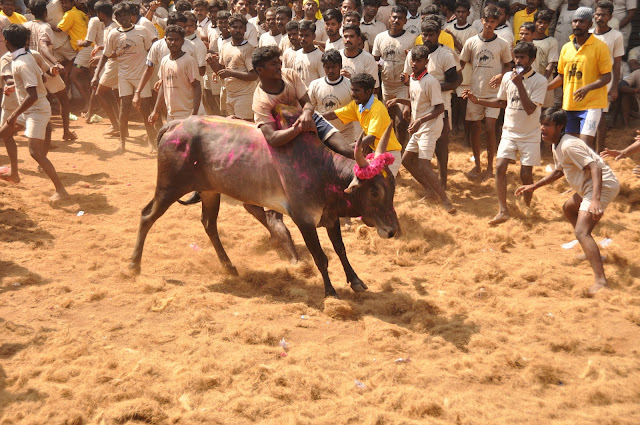 jallikattu photos