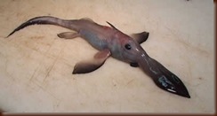 a60_Chimaera