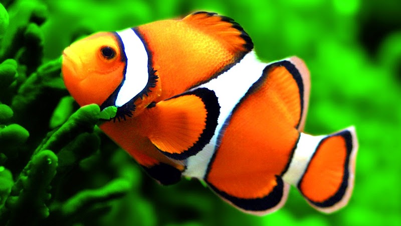 22+ Ikan Nemo, Info Top!