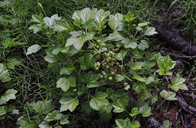 Смородина лежачая (Ribes procumbens)