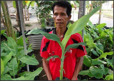 Budidaya Pisang Oleh Pak Lasiyo