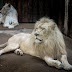 Los Leones Blancos