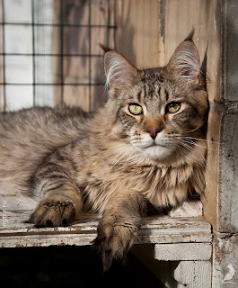 Megatherion Rafale maine coon, мейн-кун