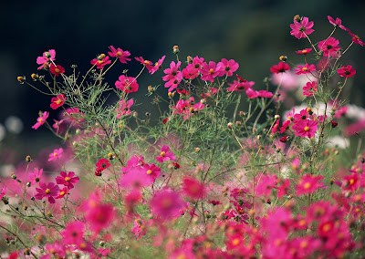 Imágenes y fotografías de flores