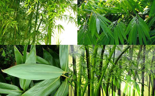  Manfaat  Daun Bambu  Untuk  Kesehatan  Obat Herbal