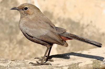 "Sitting on the garden wall looking very elegant is the Indian Robin - Copsychus fulicatus"