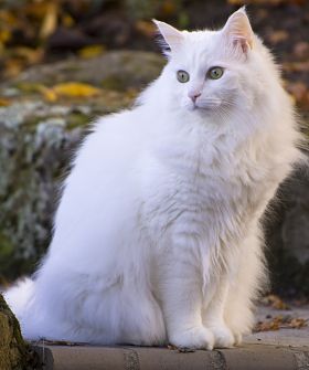 Kumpulan Gambar Kucing Anggora Cantik dan Lucu Terbaru 2018