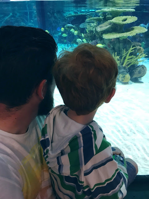 Daddy and son looking into a tank