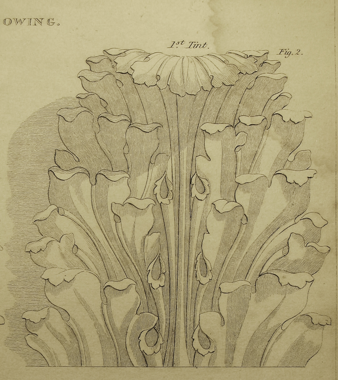 surface fragments: How to Draw the Acanthus: Drawing Shadows (Part IV)