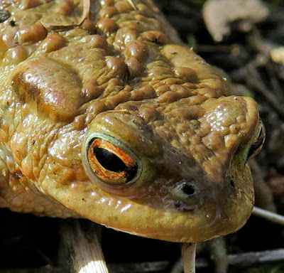 Crapaud commun (Bufo bufo)