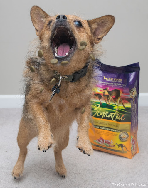Mini Review: Zignature Dry Dog Food
