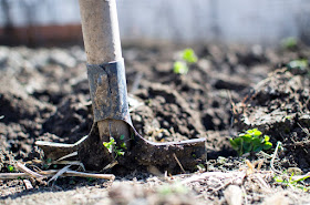 Shovel inside soil, gardening, garden, farm