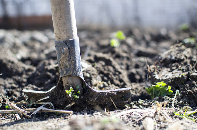 Shovel inside soil, gardening, garden, farm