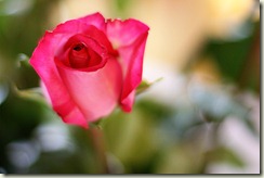 Rose_1