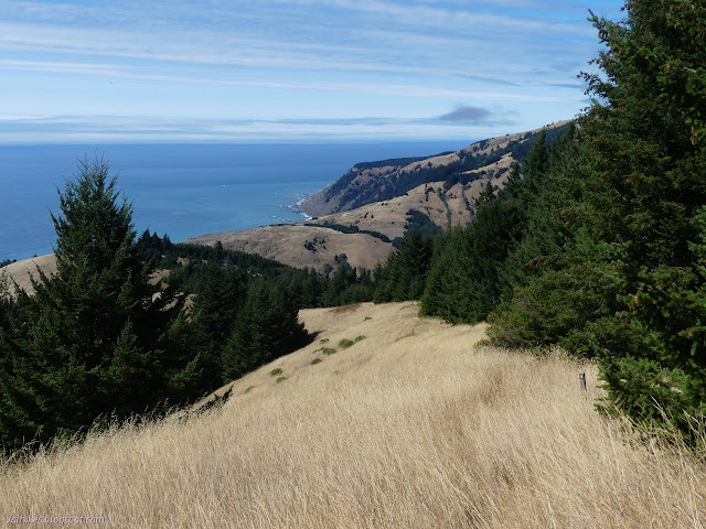 little Douglas fir on the south side