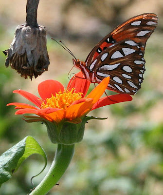 Gulf Fritillary