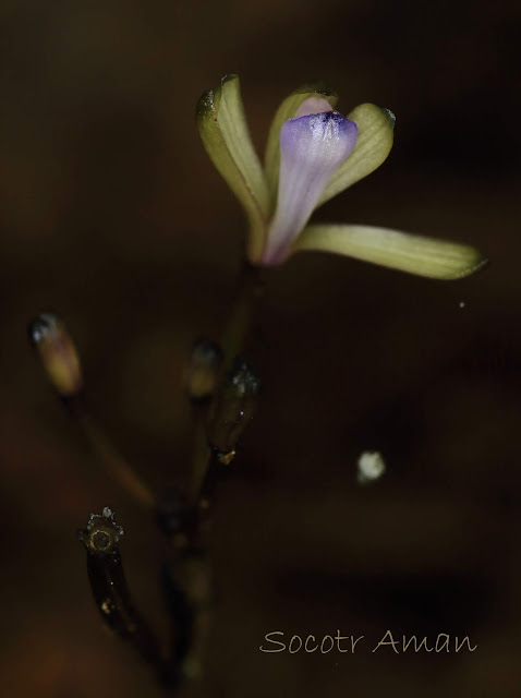 Lecanorchis nigricans