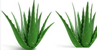 Home remedies for sebaceous cyst removal - Aloe Vera