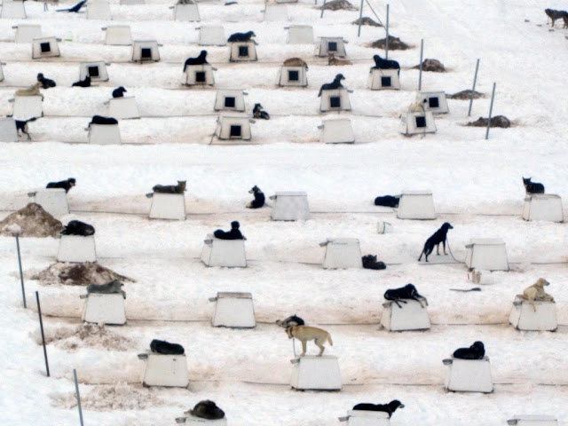 Hành Trình Du Lịch Trên Dòng Sông Băng Alaskan 4