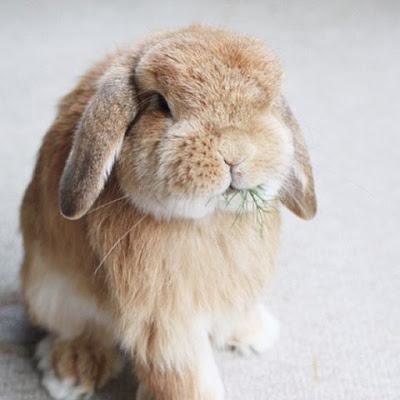 Holland Lop