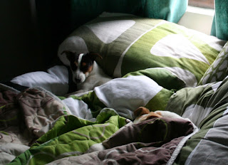 Snoozing in the bed