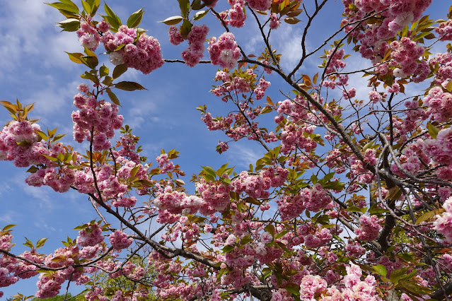 鳥取県西伯郡南部町鶴田 とっとり花回廊 駐車場 八重桜