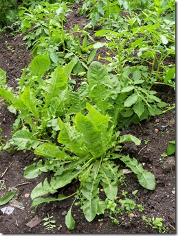 dandelion,Taraxacum officinale,