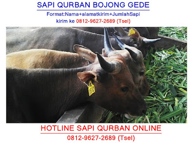 0812-9627-2689, Sapi Qurban Bojong Gede, Jual Sapi Qurban Bojong Gede, Sapi Qurban Bojong Gede Jawa Barat, Harga Sapi Qurban Bojong Gede, Harga Sapi Qurban Di Bojong Gede, Harga Sapi Qurban 2018 Bojong Gede, Harga Sapi Qurban 2019 Bojong Gede, Hewan Qurban Di Bojong Gede, Harga Sapi Qurban Di Bojong Gede