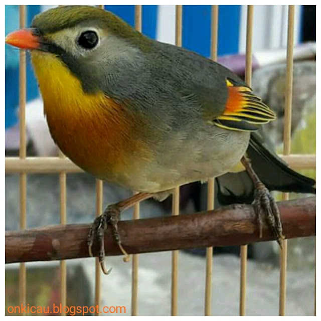 gambar burung robin