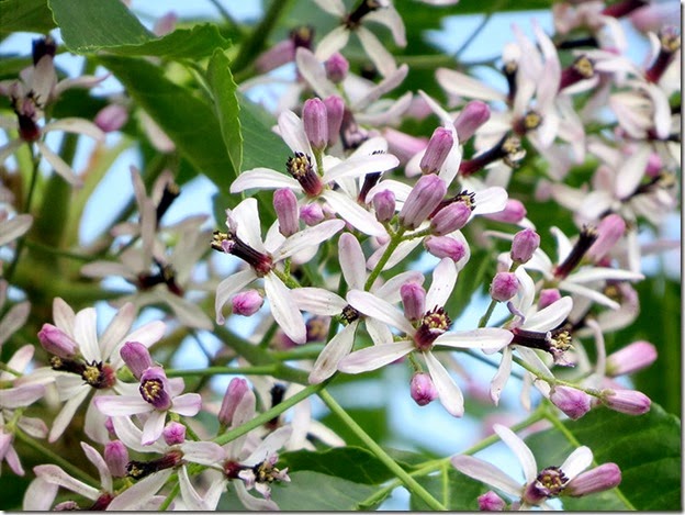Chinaberry_Blossoms_kkway
